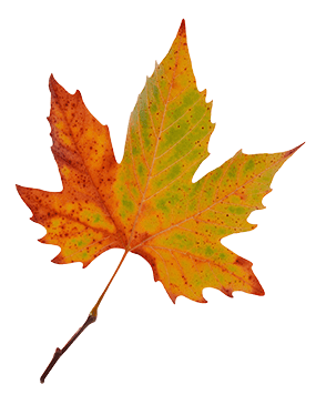 maple leaf