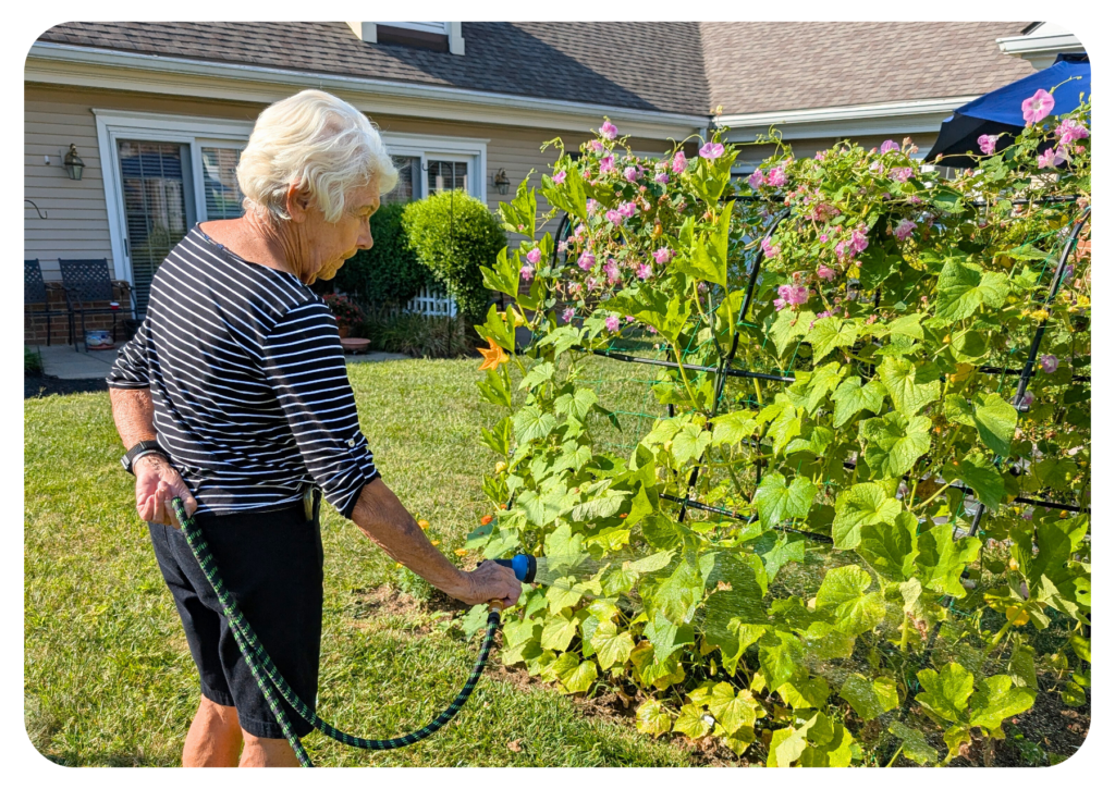 Older woman watering a garden with a hose beside a trellis of pink flowering plants in a sunny backyard.